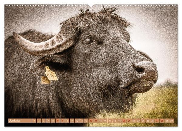 Produktbild: Mutterk&uuml;he (hochwertiger Premium Wandkalender 2026 DIN A2 quer), Kunstdruck in Hochglanz