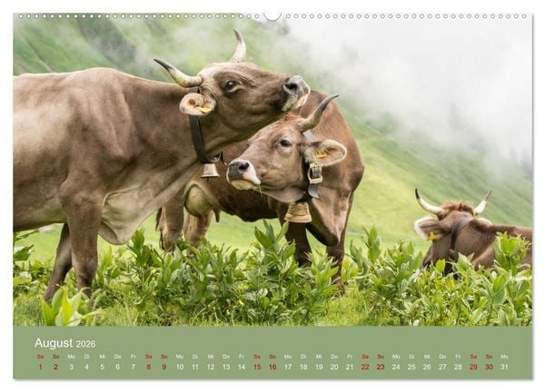 Produktbild: Allg&auml;uer Rindvieh 2026 (Wandkalender 2026 DIN A2 quer), CALVENDO Monatskalender