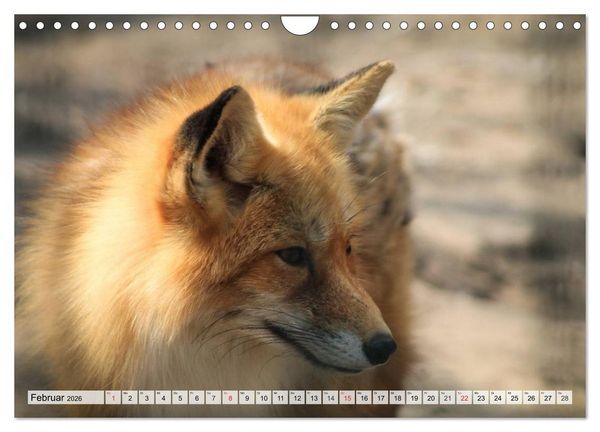 Produktbild: Wildtiere. Heimische Sch&ouml;nheiten (Wandkalender 2026 DIN A4 quer), CALVENDO Monatskalender