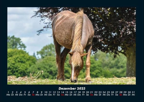 Produktbild: Die Welt der Pferde 2025 Fotokalender DIN A4
