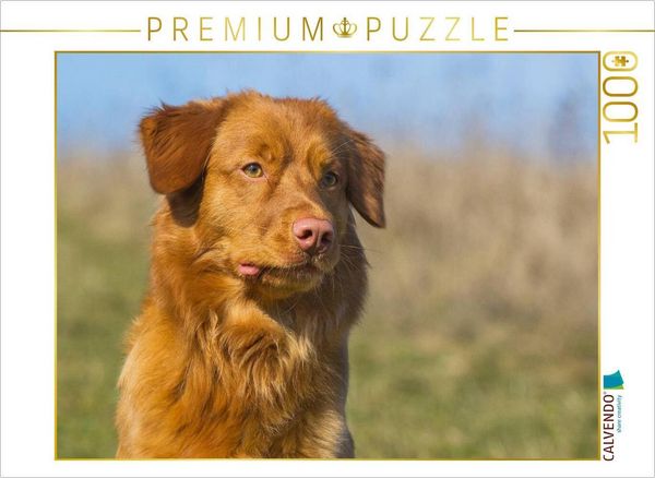 CALVENDO Puzzle Nova Scotia Duck Tolling Retriever Porträt | 1000 Teile Lege-Größe 64x48cm Foto-Puzzle für glückliche Stunden