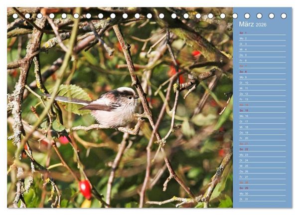 Produktbild: Gefiederte Gartenfreunde (Tischkalender 2026 DIN A5 quer), CALVENDO Monatskalender