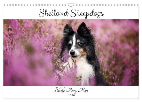 Shetland Sheepdogs Blacky, Anry, Mojo 2026 (Wandkalender 2026 DIN A3 quer), CALVENDO Monatskalender
