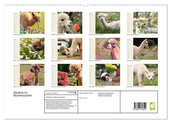 Produktbild: Alpakas im Blumenzauber (hochwertiger Premium Wandkalender 2026 DIN A2 quer), Kunstdruck in Hochglanz
