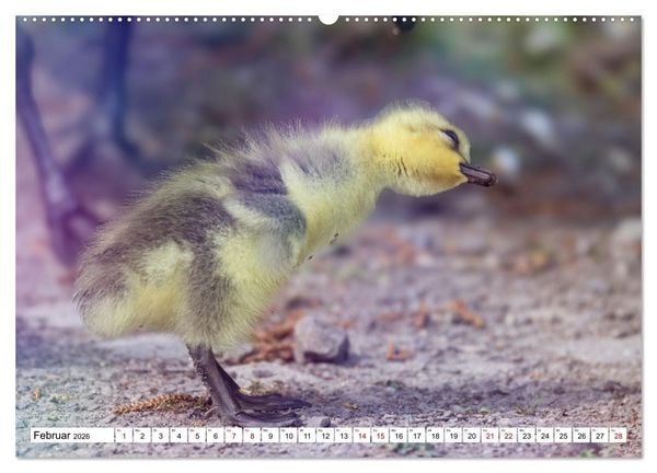 Produktbild: Flauschige Momente! Enten- und G&auml;nsek&uuml;ken im Jahreslauf (hochwertiger Premium Wandkalender 2026 DIN A2 quer), Kunstdruck in Hochglanz