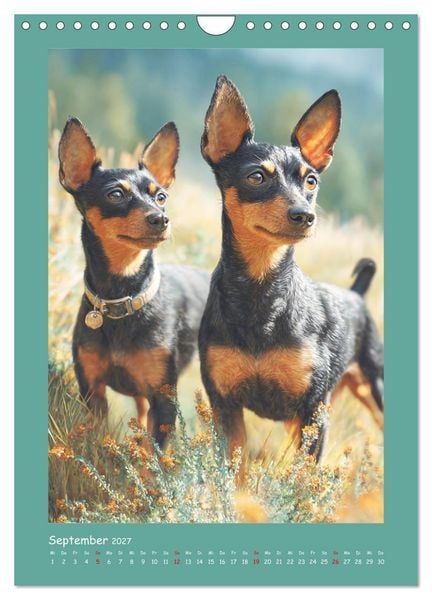 Produktbild: Mini-Pinscher. Kleine Hunde in sch&ouml;nen Momenten (Wandkalender 2027 DIN A4 hoch), CALVENDO Monatskalender