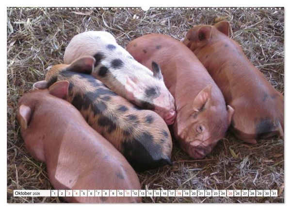 Produktbild: Von S&auml;uen die Schwein haben! (hochwertiger Premium Wandkalender 2026 DIN A2 quer), Kunstdruck in Hochglanz
