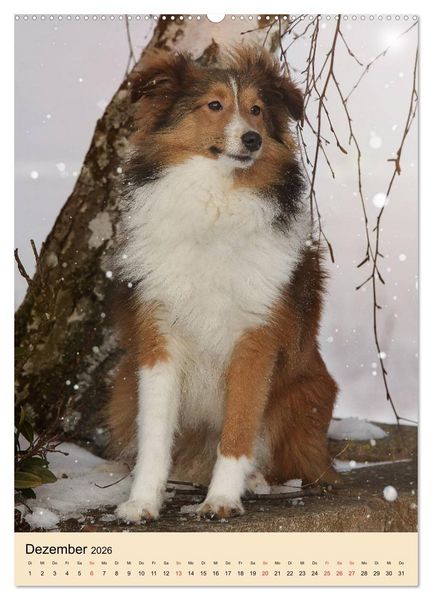 Produktbild: Mit Shelties durchs Jahr (hochwertiger Premium Wandkalender 2026 DIN A2 hoch), Kunstdruck in Hochglanz