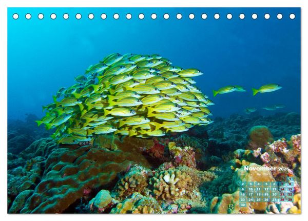 Produktbild: Oceans Alive - A World of Color and Diversity (Desk Calendar 2026 DIN A5 landscape), CALVENDO 12 Month DeskCalendar