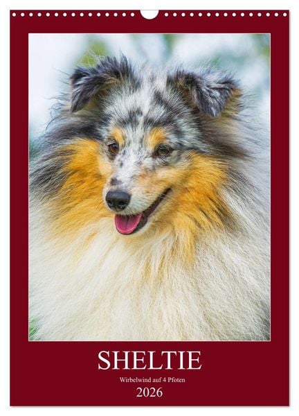 Sheltie - Wirbelwind auf 4 Pfoten (Wandkalender 2026 DIN A3 hoch), CALVENDO Monatskalender