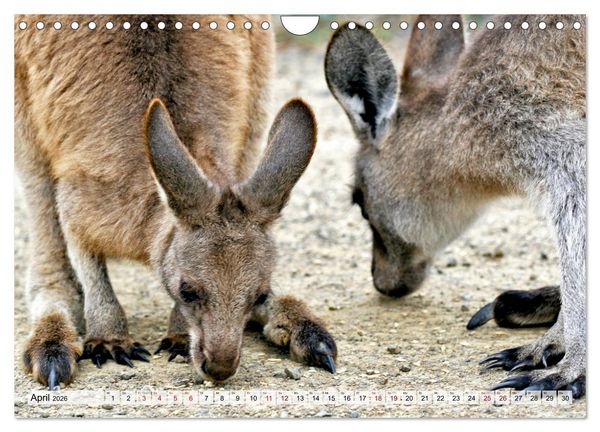 Produktbild: Inselsch&ouml;nheit Tasmanien (Wandkalender 2026 DIN A4 quer), CALVENDO Monatskalender