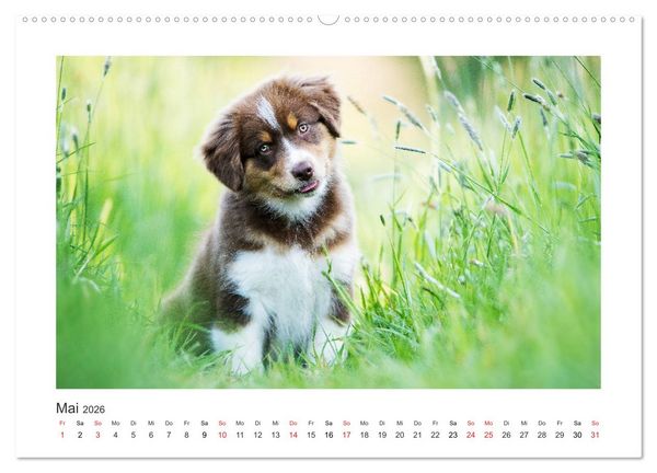 Produktbild: Herzensaussies - Australian Shepherd (hochwertiger Premium Wandkalender 2026 DIN A2 quer), Kunstdruck in Hochglanz