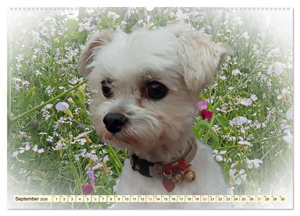 Produktbild: Rasseportraits - Hunde (Wandkalender 2026 DIN A2 quer), CALVENDO Monatskalender
