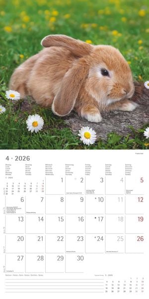 Produktbild: Kaninchen 2026 - Broschürenkalender 30x30 cm (30x60 geöffnet) - Kalender mit Platz für Notizen - Rabbits - Bildkalender - Wandplaner - Wandkalender