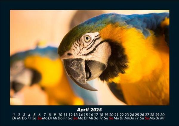 Produktbild: Der Tierkalender 2025 Fotokalender DIN A5