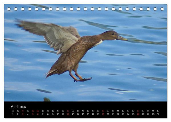 Produktbild: Duck Power (Tischkalender 2026 DIN A5 quer), CALVENDO Monatskalender