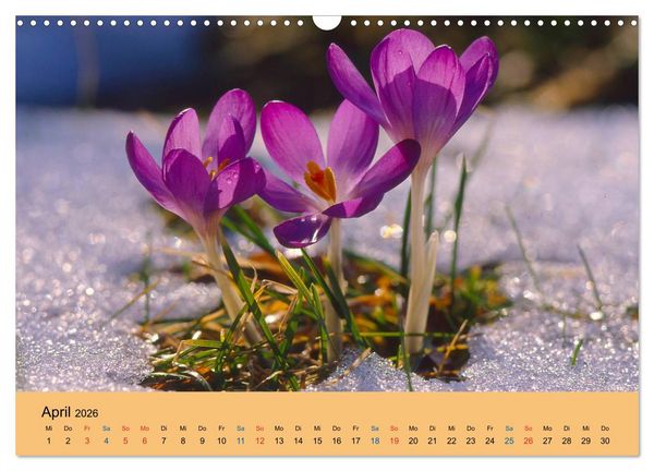 Produktbild: Wildblumen 2026 (Wandkalender 2026 DIN A3 quer), CALVENDO Monatskalender