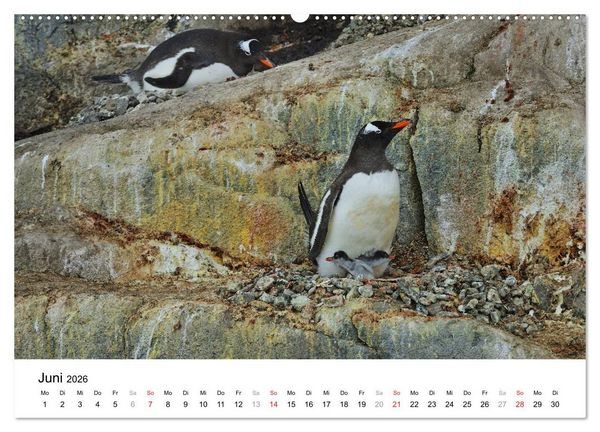 Produktbild: Im Reich der Pinguine (hochwertiger Premium Wandkalender 2026 DIN A2 quer), Kunstdruck in Hochglanz