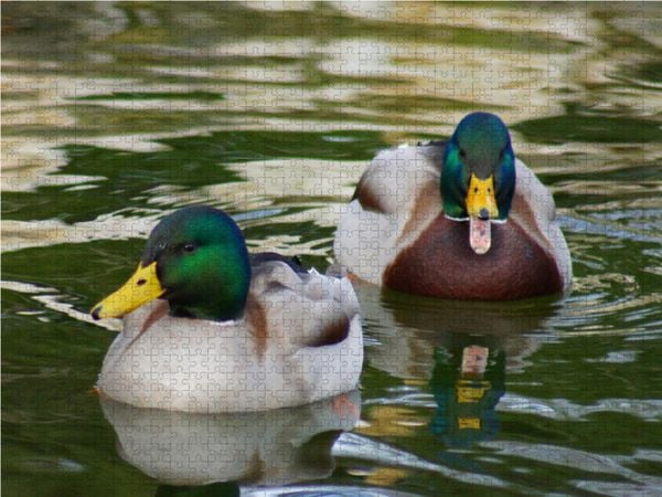 Produktbild: CALVENDO Puzzle Stockenten Erpel 1000 Teile Lege-Gr&ouml;&szlig;e 64 x 48 cm Foto-Puzzle Bild von Kattobello