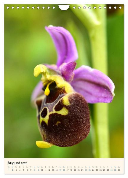 Produktbild: Einheimische Orchideen (Wandkalender 2026 DIN A4 hoch), CALVENDO Monatskalender