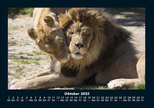 Produktbild: L&ouml;wen in der Wildnis 2025 Fotokalender DIN A4