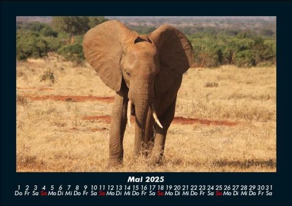 Produktbild: Elefanten Kalender 2025 Fotokalender DIN A5