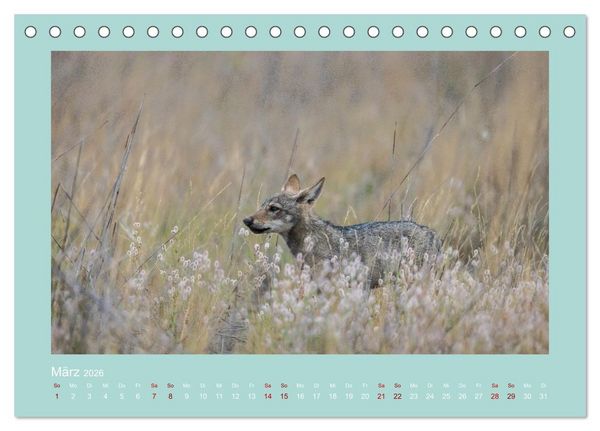 Produktbild: W&ouml;lfe, Impressionen aus der Lausitz (Tischkalender 2026 DIN A5 quer), CALVENDO Monatskalender