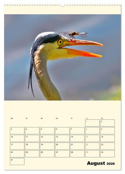 Produktbild: Lustig verr&uuml;ckt - der Tierkalender (hochwertiger Premium Wandkalender 2026 DIN A2 hoch), Kunstdruck in Hochglanz