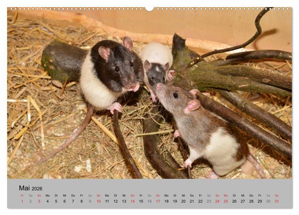 Produktbild: Mausebande (Wandkalender 2026 DIN A2 quer), CALVENDO Monatskalender