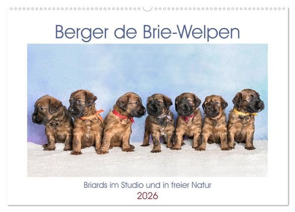 Produktbild: Berger de Brie - Welpen (Wandkalender 2026 DIN A2 quer), CALVENDO Monatskalender
