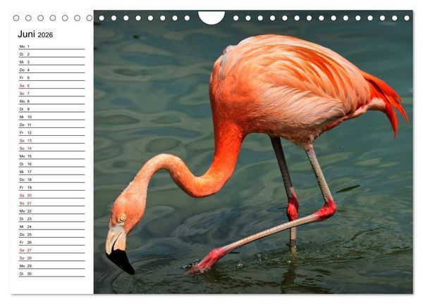 Produktbild: Elegante Flamingo (Wandkalender 2026 DIN A4 quer), CALVENDO Monatskalender
