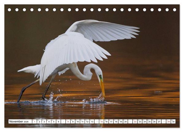 Produktbild: Tiermomente (Tischkalender 2026 DIN A5 quer), CALVENDO Monatskalender