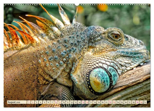 Produktbild: Wundersch&ouml;ner Leguan (hochwertiger Premium Wandkalender 2026 DIN A2 quer), Kunstdruck in Hochglanz