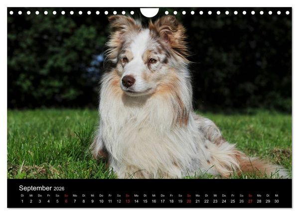 Produktbild: Border Collie 2026 (Wandkalender 2026 DIN A4 quer), CALVENDO Monatskalender