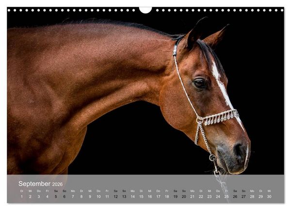 Produktbild: Pferde - Anmut und St&auml;rke gepaart mit Magie (Wandkalender 2026 DIN A3 quer), CALVENDO Monatskalender