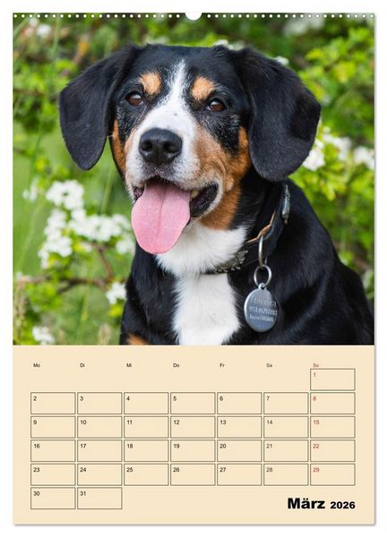 Produktbild: Jahresplaner Entlebucher Sennenhund (Wandkalender 2026 DIN A2 hoch), CALVENDO Monatskalender