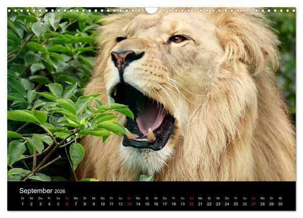 Produktbild: L&ouml;wen (Wandkalender 2026 DIN A3 quer), CALVENDO Monatskalender
