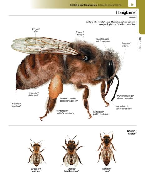 Langenscheidt Illustriertes Wörterbuch Französisch