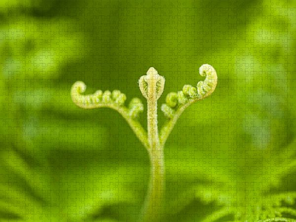 Produktbild: CALVENDO Puzzle Adlerfarn (Pteridium aquilinum) | 1000 Teile Lege-Gr&ouml;&szlig;e 64x48cm Foto-Puzzle f&uuml;r gl&uuml;ckliche Stunden