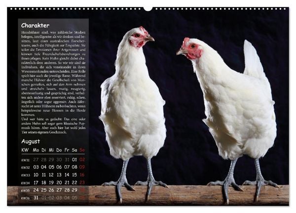 Produktbild: Von der Einzigartigkeit der H&uuml;hner 2026 (hochwertiger Premium Wandkalender 2026 DIN A2 quer), Kunstdruck in Hochglanz