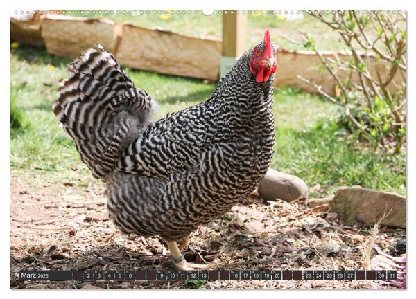 Produktbild: H&uuml;hner im eigenen Garten (hochwertiger Premium Wandkalender 2026 DIN A2 quer), Kunstdruck in Hochglanz