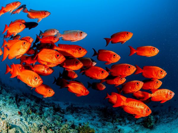 Produktbild: CALVENDO Puzzle Soldatenfische | 1000 Teile Lege-Gr&ouml;&szlig;e 64x48cm Foto-Puzzle f&uuml;r gl&uuml;ckliche Stunden