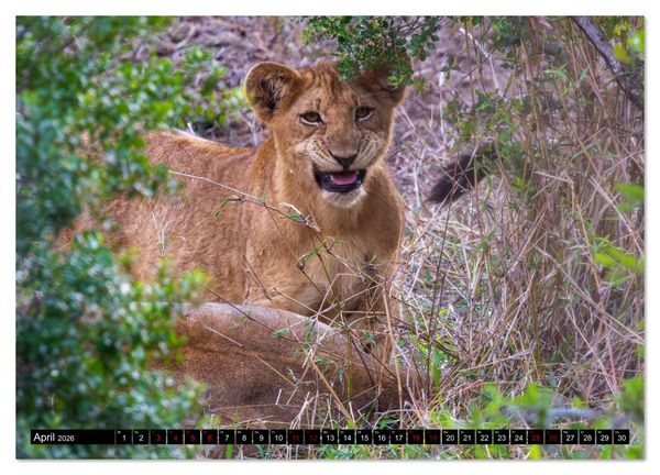 Produktbild: L&ouml;wen in Botswana und S&uuml;dafrika (Wandkalender 2026 DIN A3 quer), CALVENDO Monatskalender