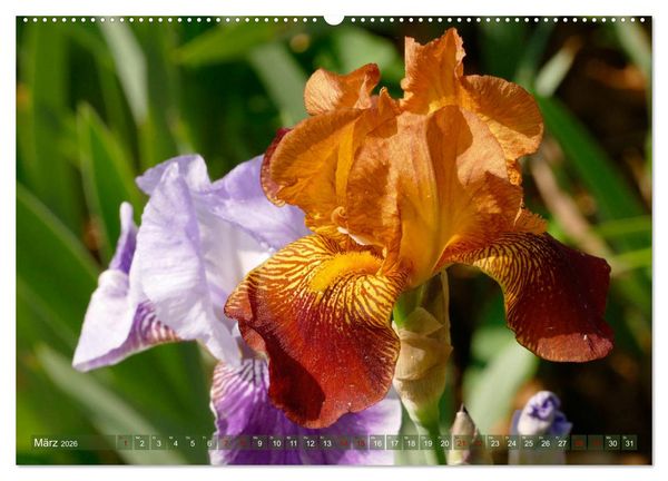 Produktbild: Iris - mond&auml;ne Gartensch&ouml;nheit (hochwertiger Premium Wandkalender 2026 DIN A2 quer), Kunstdruck in Hochglanz