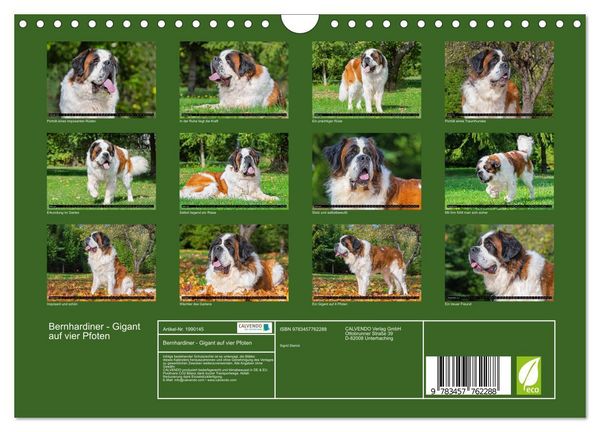Produktbild: Bernhardiner - Gigant auf vier Pfoten (Wandkalender 2026 DIN A4 quer), CALVENDO Monatskalender
