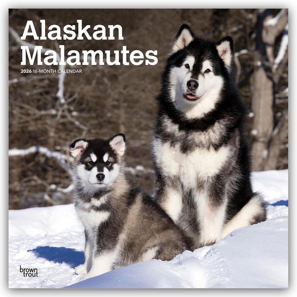 Produktbild: Alaskan Malamutes 2026 – 16-Monatskalender