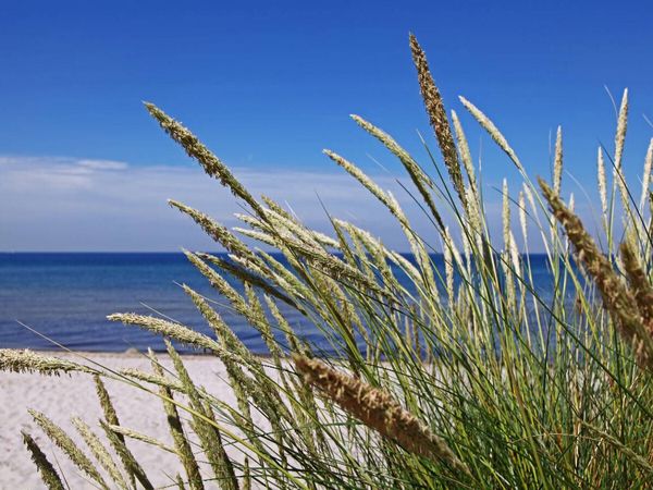 Produktbild: CALVENDO Puzzle Strandgr&auml;ser | 1000 Teile Lege-Gr&ouml;&szlig;e 64x48cm Foto-Puzzle f&uuml;r gl&uuml;ckliche Stunden
