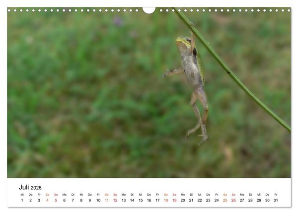 Produktbild: Besucher im Garten - Laubfr&ouml;sche (Wandkalender 2026 DIN A3 quer), CALVENDO Monatskalender