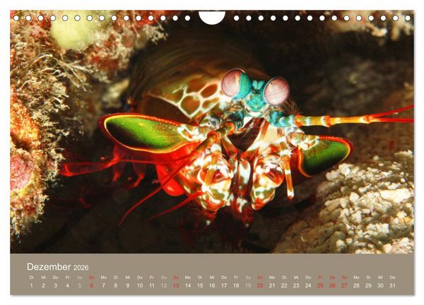 Produktbild: Meerestiere unter der Lupe - Unterwasserkalender (Wandkalender 2026 DIN A4 quer), CALVENDO Monatskalender