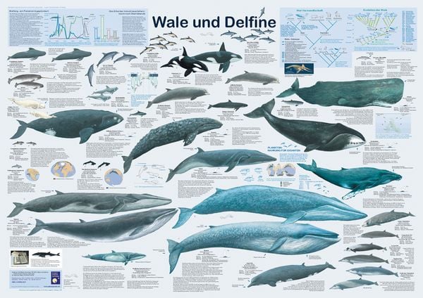 Wale und Delfine, Poster von R. Krätzner , F. W. Welter-Schultes, Planet Poster Editions, 9783933922441